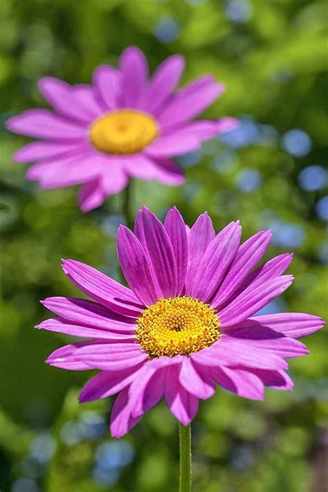 Learn How to Grow Painted Daisy | Gardener’s Path | Pretty plants, Autumn garden, Plants