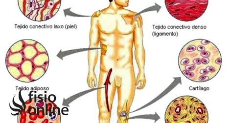 Tejido conectivo | Qué es, significado, cómo está formado, clasificación y función