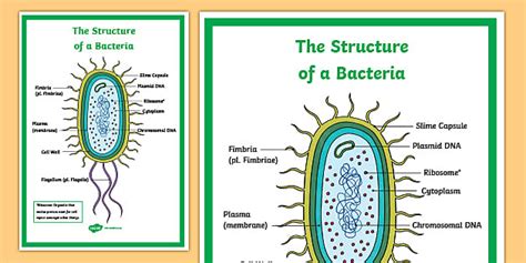 Bacteria Labelled Diagram | Science Display Poster | Twinkl