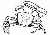 Crab Coloring Blue Pages Drawing Kids Getdrawings Crabs Printable  sketch template