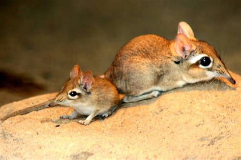 Rufous elephant shrew with youngster; Cologne; 24th May 2011 | Animals ...