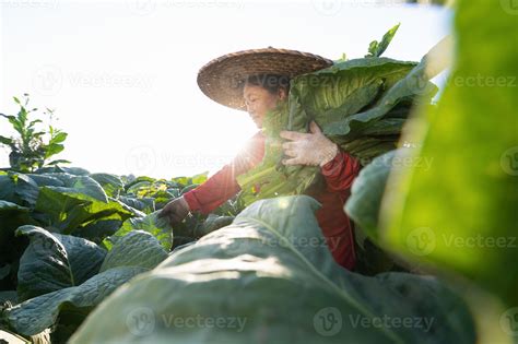 Old lady harvesting tobacco leaves in the harvest season Farmers collecting tobacco leaves ...