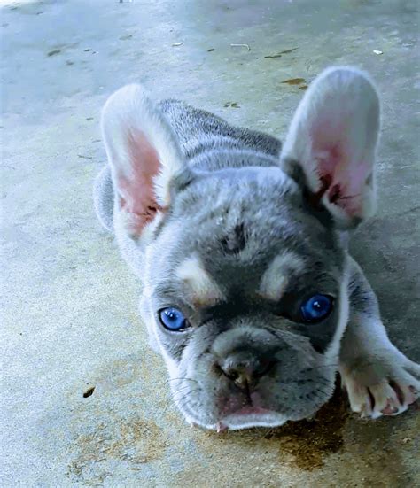 Just a blue eye French Bulldog Puppy : aww