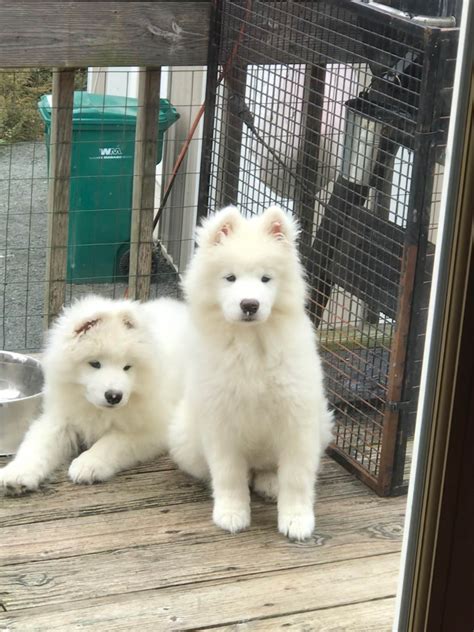 Samoyed Puppies For Sale