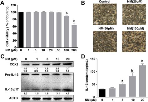 NM induced inflammation in keratinocytes. (A) HaCaT cells were ...