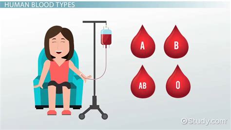 Blood Type Inheritance in Humans | Overview & Patterns - Video & Lesson Transcript | Study.com