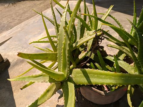 Can Aloe Vera Survive Without Direct Sunlight?