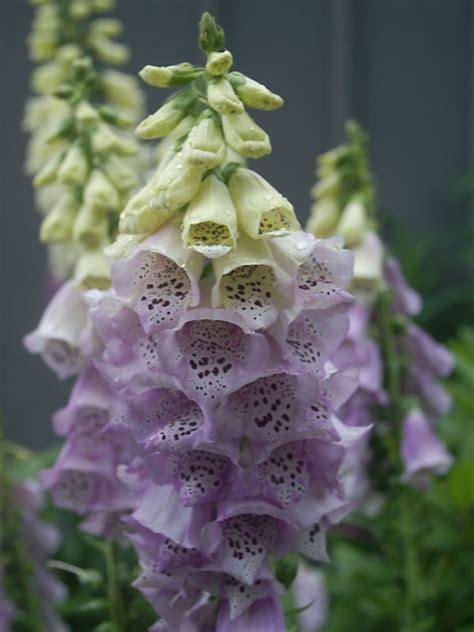 Digitalis Camelot Lavender | Bluestone Perennials