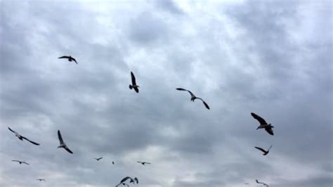 Birds Flying in Slow Motion · Free Stock Video