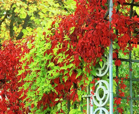 Parthenocissus Quinquefolia Photograph by Andrew Cowin/science Photo Library - Fine Art America