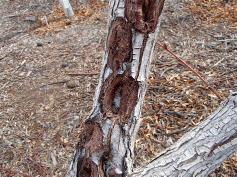 Xtremehorticulture of the Desert: Mechanical Control of Borers in Fruit Trees