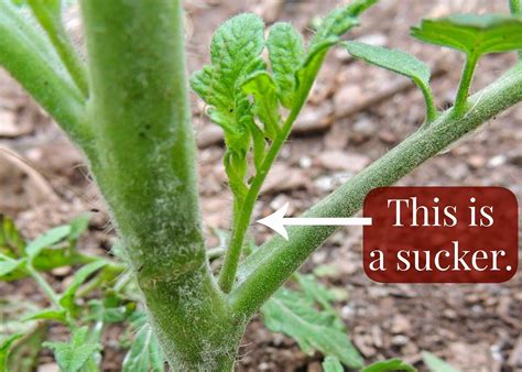 Linn Acres Farm: Pruning Tomato Plant Suckers | Growing fig trees, Fig tree plant, Fig fruit tree