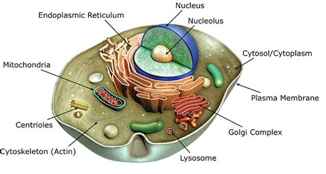 Plant Cell Labeled Organelles