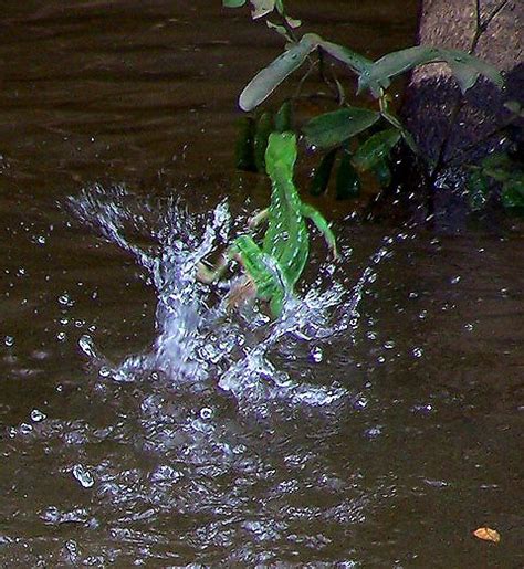Green Basilisk Lizard Running On Water