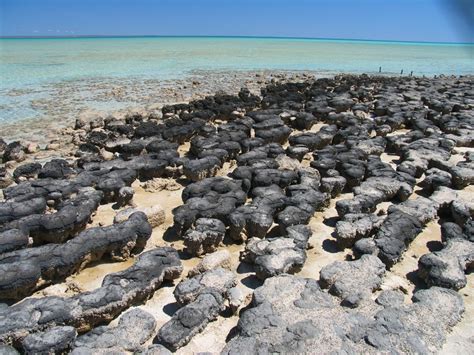 Hamelin Pool WA @ ExplorOz Places