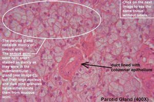 Salivary Glands – Tutorial – Histology Atlas for Anatomy and Physiology