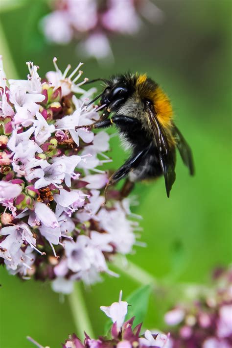 Closeup Photo of Bumble Bee on White Flowers · Free Stock Photo