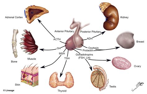 Pituitary (Hypophysis) - USMLE Strike