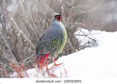 1,158 Blood pheasant bird Images, Stock Photos & Vectors | Shutterstock