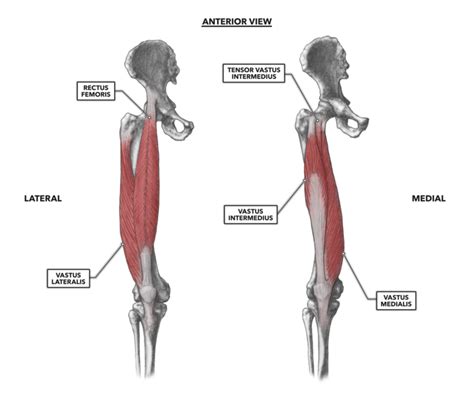 CrossFit | Knee Musculature, Part 1: Anterior Muscles