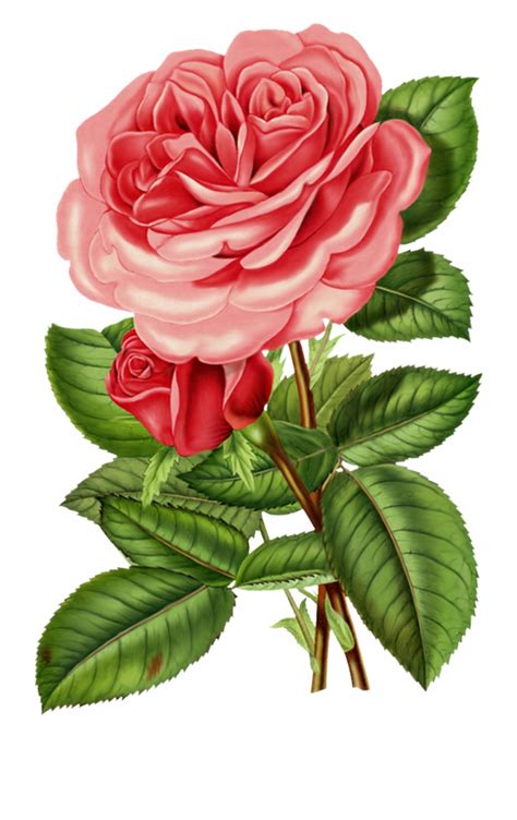 Victorian Rose Clip Art Pink Roses Clipart Png - Clip Art Library