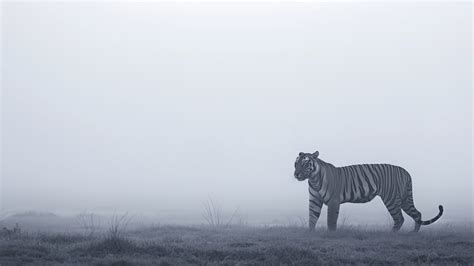 White tiger Wallpaper (Wildlife, Big cat) #10163