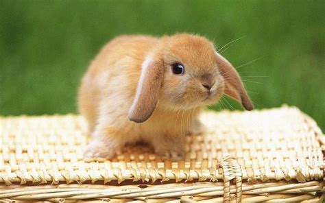 Bunny HD desktop wallpaper : Widescreen : High Definition : Fullscreen