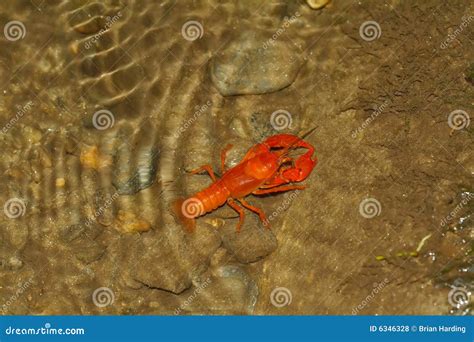 Crawdad Royalty Free Stock Photos - Image: 6346328