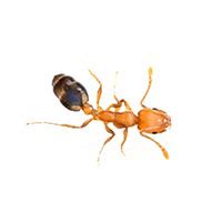 Pharaoh Ant Identification, Habits & Behavior | Batzner Pest Control in WI