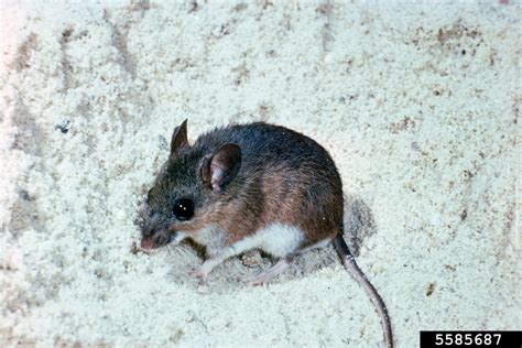 cotton mouse, Peromyscus gossypinus (Rodentia: Muridae) - 5585687