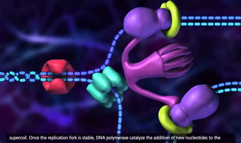 Processo de Replicação do DNA Animação em 3D - YouTube