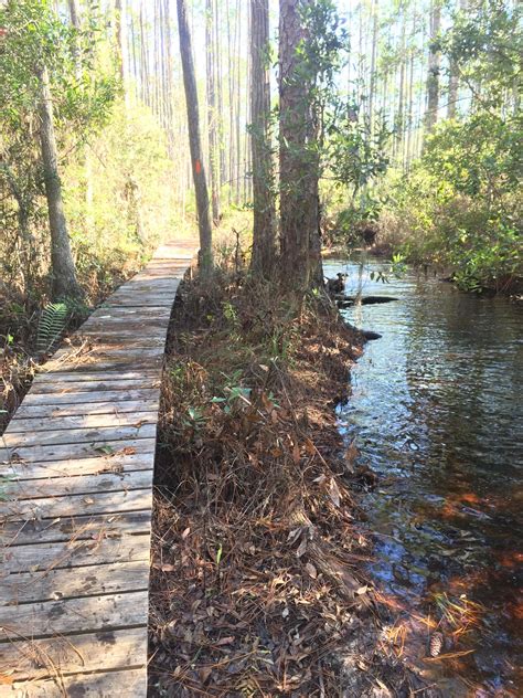 Hiking the Florida trial in sections. Osceola National Forest. #hiking #camping #outdoors # ...