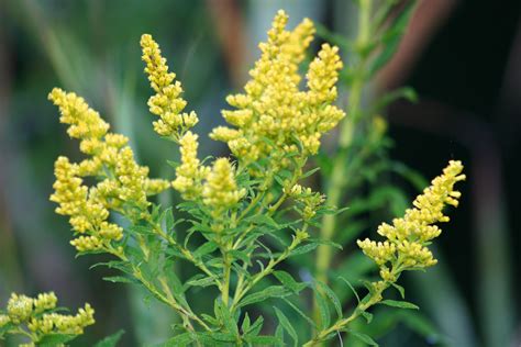 Medicinal Plants-Canada Goldenrod