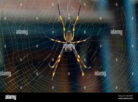 Australia, Golden Orb Spider Stock Photo - Alamy