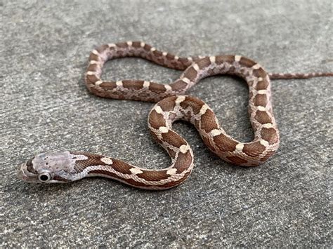 Texas Ratsnake for Sale | Snakes at Sunset