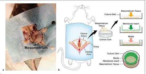 Figure 1 from A Novel ex vivo Mouse Mesometrium Culture Model for Investigating Angiogenesis in ...