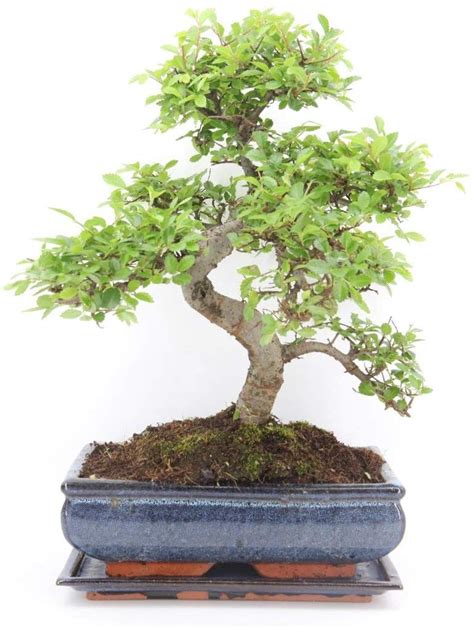 Chinese Elm Extra Large Bonsai Tree (Appox 20 Years old) in Blue ...