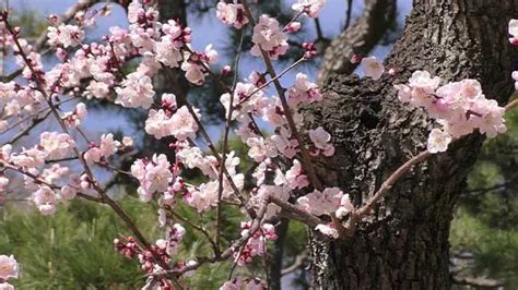 Japanese Plum Tree Care & Propagation Guide - RayaGarden