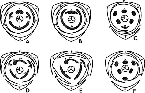 Floral diagrams of six families of the Zingiberales, with androecial... | Download Scientific ...