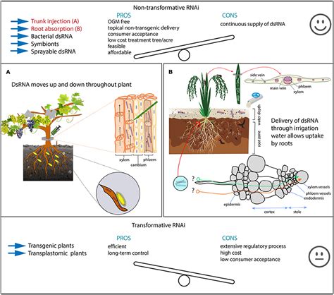 Frontiers | RNAi Efficiency, Systemic Properties, and Novel Delivery Methods for Pest Insect ...