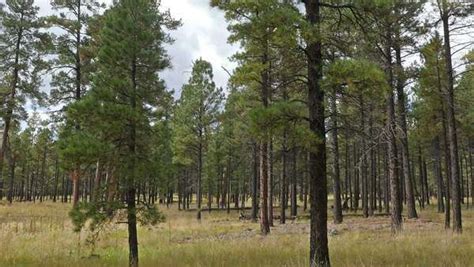 Ponderosa Pine trees in Coconino National Forest in northern Arizona, near Flagstaff. Zoom In ...