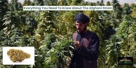 Everything You Need To Know About The Afghani Strain - BC Seeds