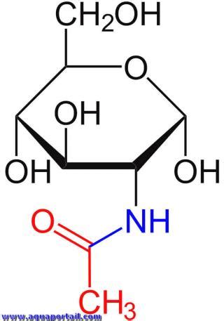 Acétylglucosamine : définition et explications