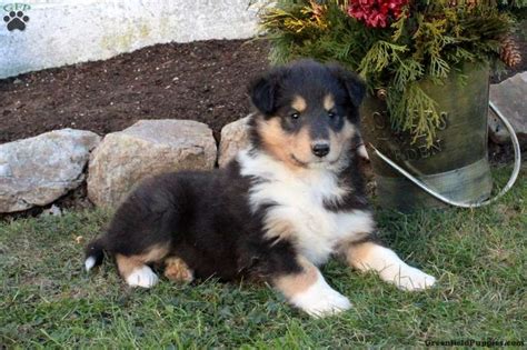 Miniature Collie Mix Puppies For Sale - Greenfield Puppies