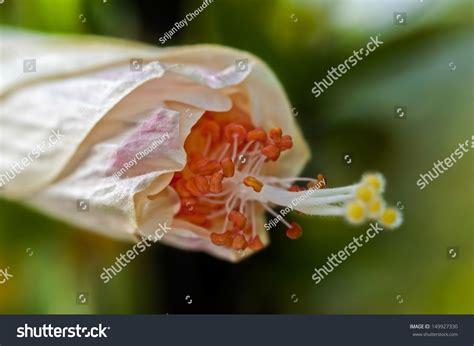 Close Up Pink Hibiscus Bud, Pollen, Pollination, Plant, Nature Stock ...