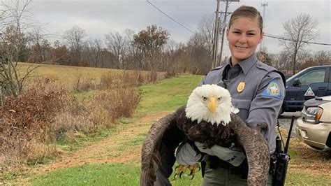 Bald eagle shot in wing in Missouri being treated at MU raptor center