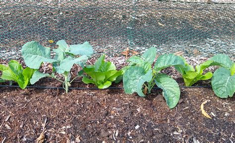 Spacing and interplanting for broccoli, cauliflower, and cabbage - Greg ...