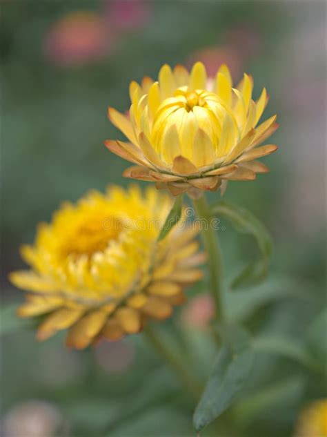 Closeup Yellow Straw Flower Everlasting Flowers Flower in Garden with Blurred Background Stock ...