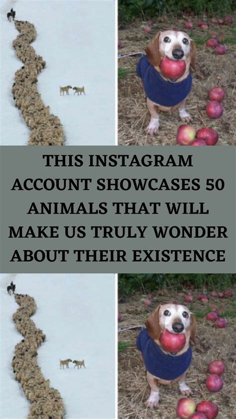 This instagram account showcases 50 animals that will make us truly ...