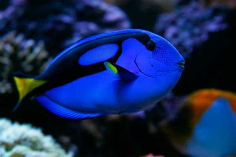 Blue tang fish care guide: size, facts, photos, tank mates